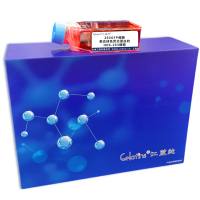 293GFP细胞 ; 表达绿色荧光蛋白的HEK-293细胞