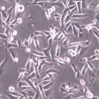 BT-20细胞、BT-20细胞系、BT-20乳腺癌细胞