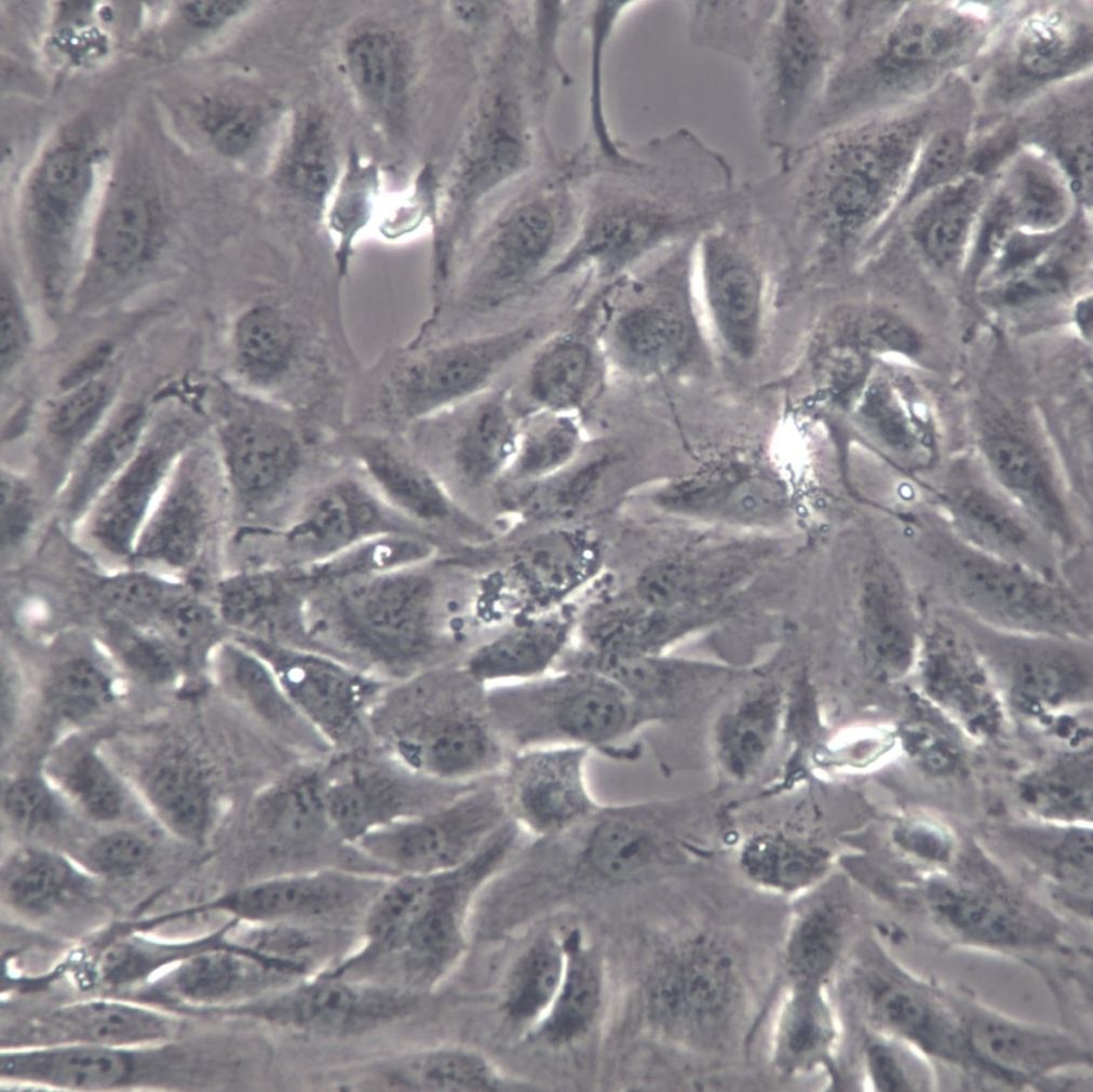 786-O细胞系、786O细胞、786-O细胞株