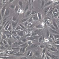 786-O细胞系、786O细胞、786-O细胞株