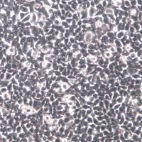 293T/17细胞、293T/17细胞系、293T/17胚肾细胞