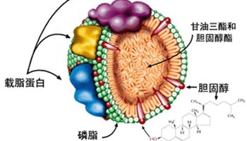 载脂蛋白（Apolipoprotein，Apo）介绍