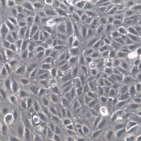 ARPE-19细胞、ARPE-19细胞系、ARPE-19视网膜上皮细胞