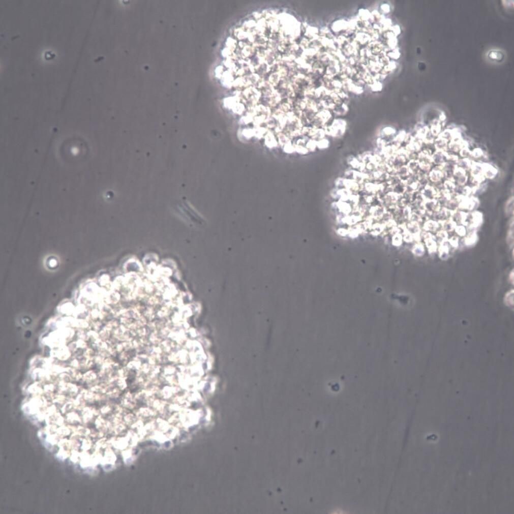 C8166细胞、C8166细胞系、C8166T细胞白血病细胞