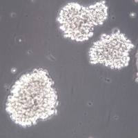 C8166细胞、C8166细胞系、C8166T细胞白血病细胞