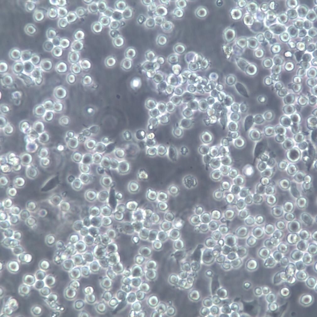 Dami细胞、Dami细胞系、Dami巨核细胞白血病细胞