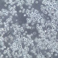 Dami细胞、Dami细胞系、Dami巨核细胞白血病细胞