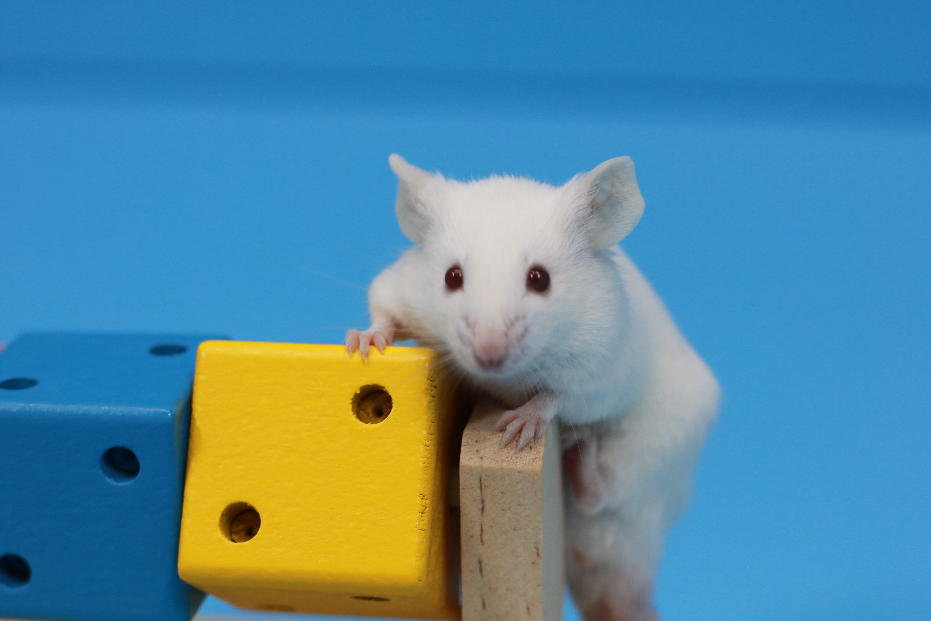 如何避免购入后小鼠打架现象?