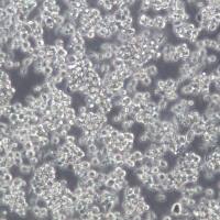 CEM/C1细胞、CEM/C1细胞系、CEM/C1急性淋巴细胞白血病细胞