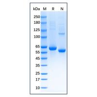 Native Mouse Serum Albumin Protein，阿拉丁