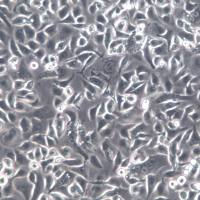 AGS细胞、AGS细胞系、AGS胃腺癌细胞