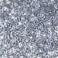 C666-1细胞、C666-1细胞系、C666-1鼻咽癌细胞