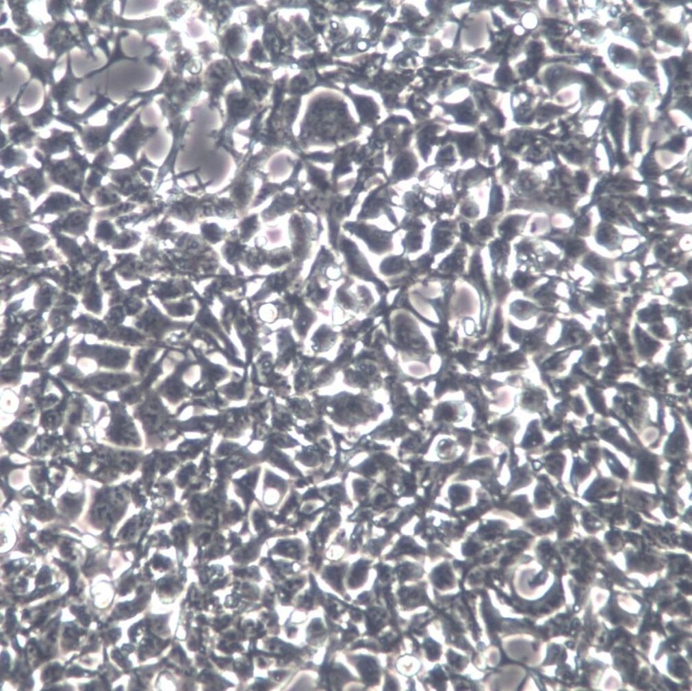 AAV-293细胞、AAV-293细胞系、AAV-293胚肾细胞