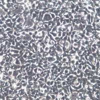 AAV-293细胞、AAV-293细胞系、AAV-293胚肾细胞