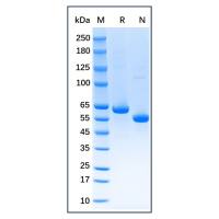 Native Rat Serum Albumin Protein，阿拉丁