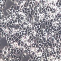 C-33A、C33A、C-33A细胞