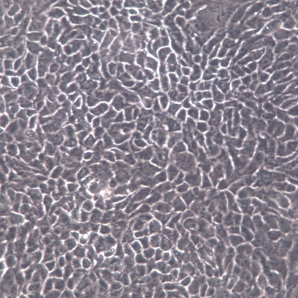 A431细胞、A-431细胞系、A-431皮肤鳞癌细胞