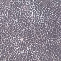 A431细胞、A-431细胞系、A-431皮肤鳞癌细胞