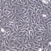 A375细胞、人黑色素瘤细胞株；A375 A-375