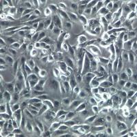 ACHN细胞、ACHN细胞系、ACHN肾腺癌细胞