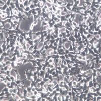 293T细胞、293T细胞系、293T胚肾细胞