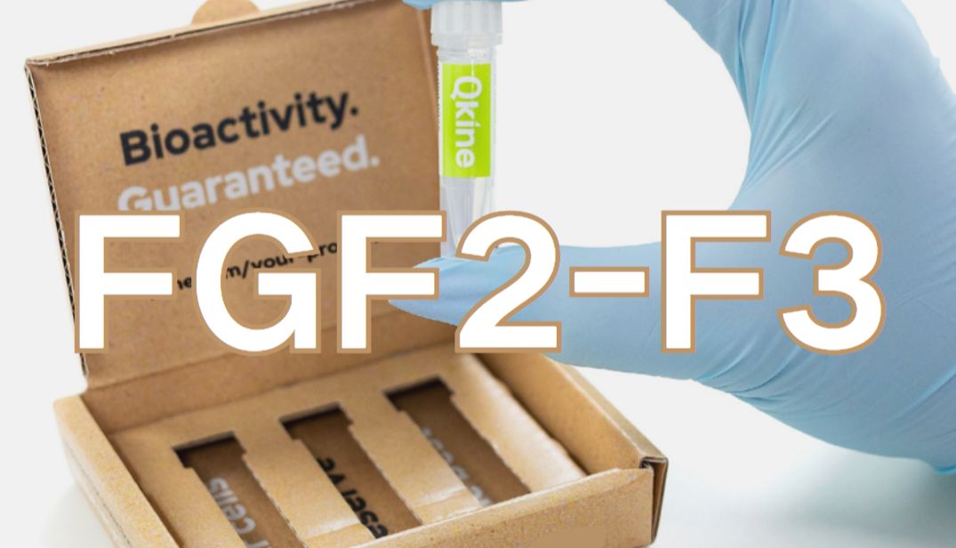 QKine FGF2-G3（二）--无需周末换液的干细胞培养热稳定FGF-2（bFGF）