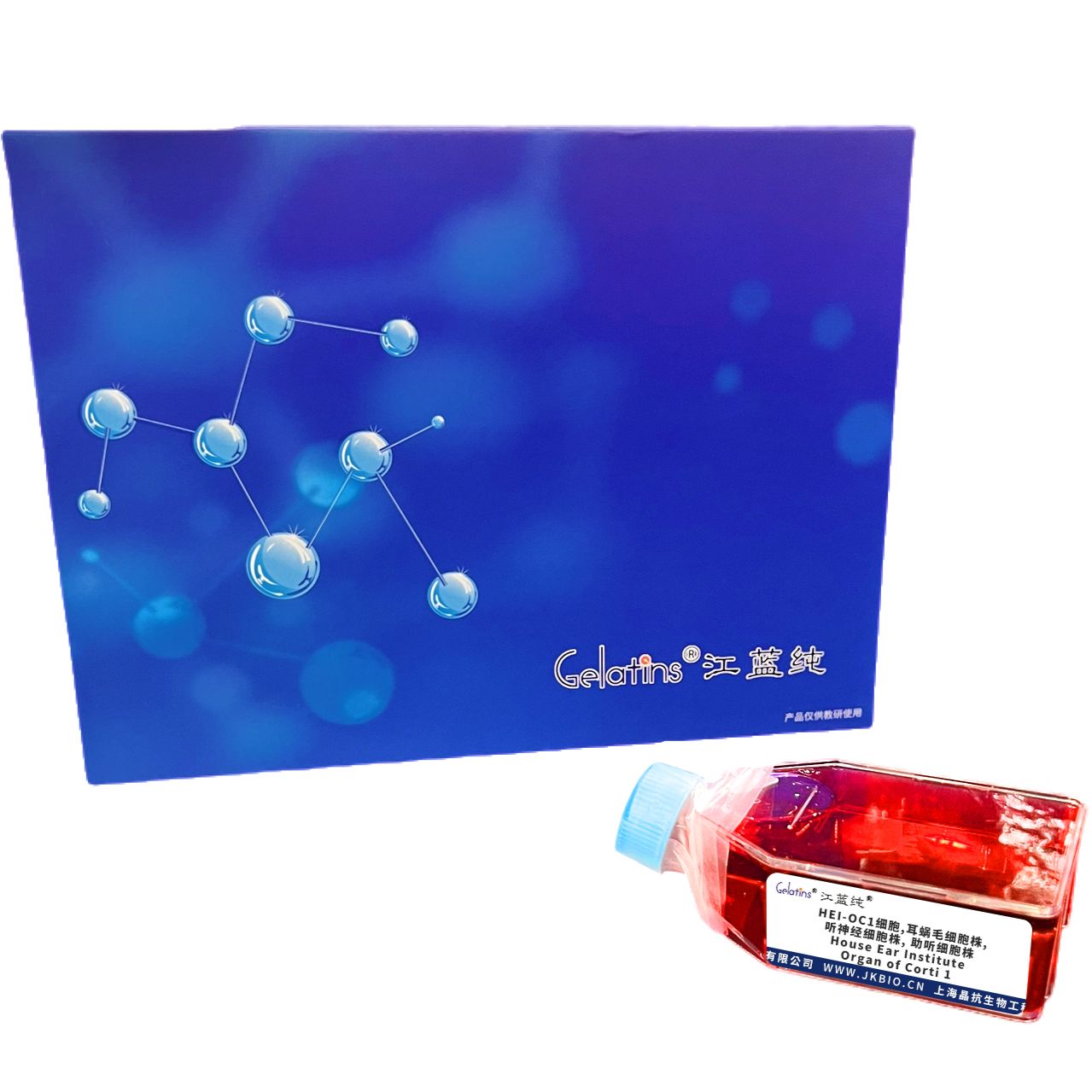 HEI-OC1细胞 ; House Ear Institute-Organ of Corti 1