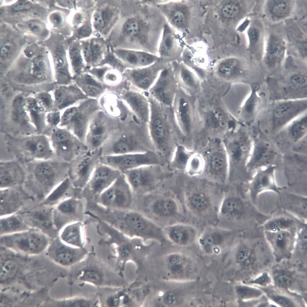 Caki-2细胞、Caki-2细胞系、Caki-2肾透明细胞癌细胞