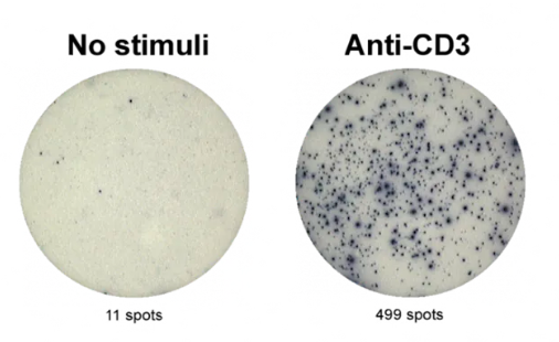 Anti-human IL-2 mAbs (MT2A91/2C95), unconjugated—Mabtech热销产品 Anti-human IL-2 mAbs (MT2A91/2C95), unconjugated—Mabtech热销产品