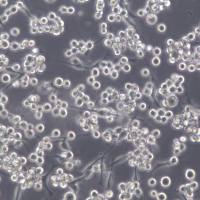 SK-MEL-1细胞、SK-MEL-1细胞系、SK-MEL-1皮肤黑色素瘤细胞