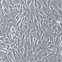 HTERT-HPNE细胞系、HTERT-HPNE细胞、HTERT-HPNE正常胰腺导管细胞