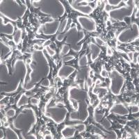 LNCaP clone FGC细胞系、LNCaP clone FGC细胞、LNCaP clone FGC前列腺癌细胞