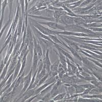 HFL-1细胞、HFL-1细胞系、HFL-1肺成纤维细胞