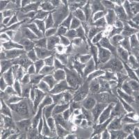 T98-G、T98G；人多形性恶性胶质瘤、T98G细胞