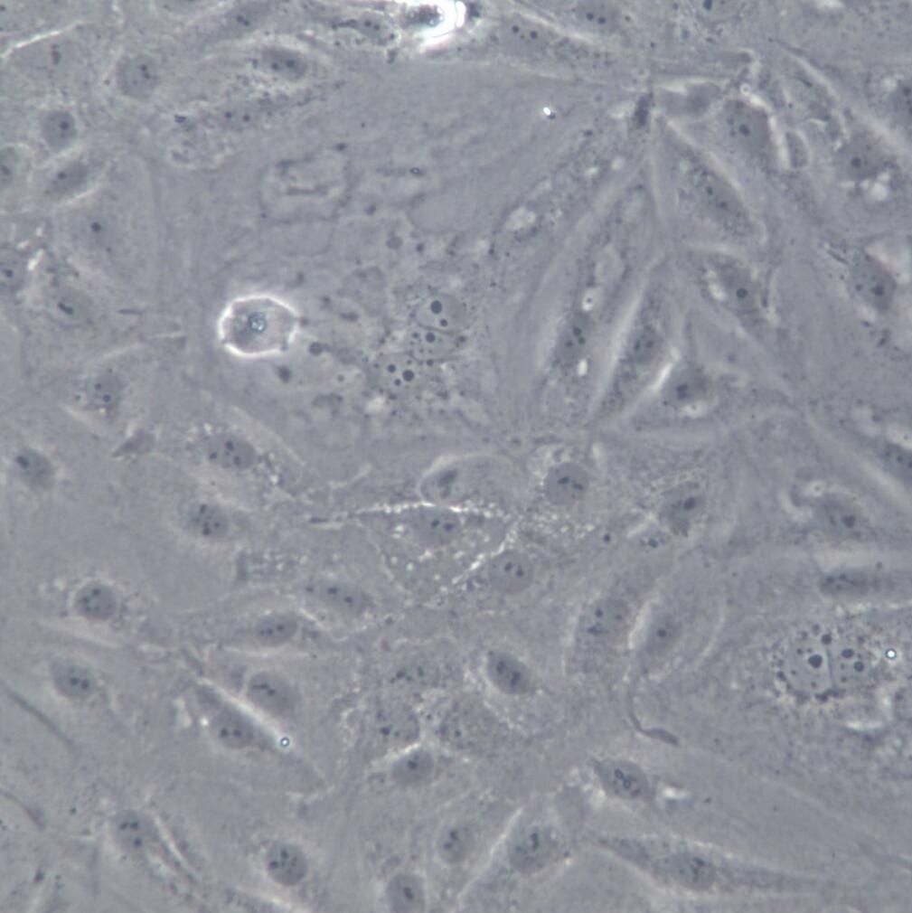 MKN-7 细胞株、MKN-7 细胞、MKN-7 胃癌细胞