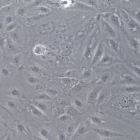 MKN-7 细胞株、MKN-7 细胞、MKN-7 胃癌细胞