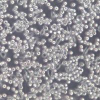 MKN-45细胞系、MKN45细胞、MKN-45胃癌细胞