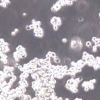 HUT-78细胞、HUT-78细胞系、HUT-78T淋巴细胞白血病细胞