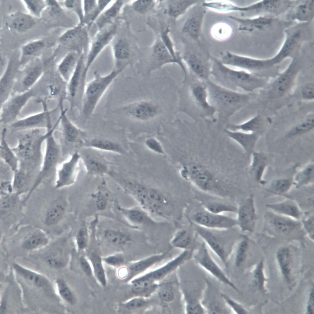 SJSA-1 细胞系、SJSA-1 细胞、SJSA-1 骨肉瘤细胞