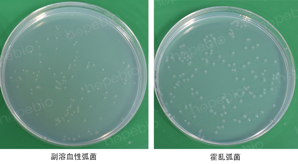 碱性琼脂使用原理及实验结果