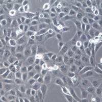 HK-2细胞系、HK-2细胞、HK-2肾小管上皮细胞