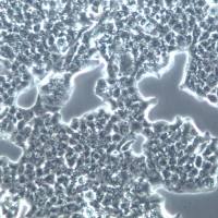 QGP-1细胞系、QGP-1细胞、QGP-1胰腺癌细胞