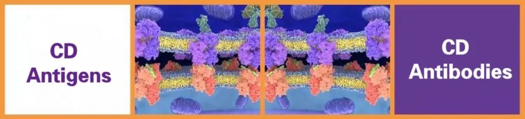 【Biorbyt 科研专题】白细胞分化抗原 / CD分子系列