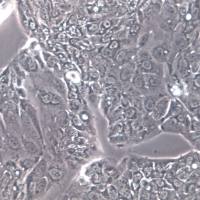 HPAF-II细胞系、HPAF-II细胞、HPAF-II胰腺癌细胞