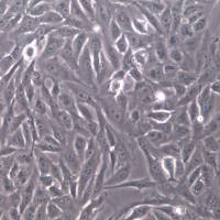 GES-1 细胞系、GES-1 细胞、GES-1 胃黏膜上皮细胞