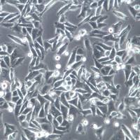 SW480细胞株、SW480细胞、SW480结直肠腺癌细胞