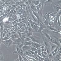 A549/DDP 细胞系、A549/DDP 细胞、A549/DDP 肺腺癌耐顺铂株