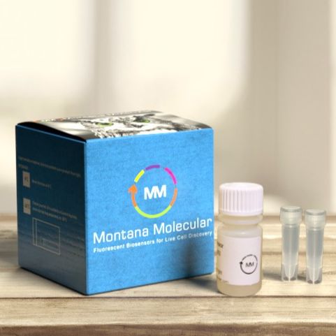 D2多巴胺受体BacMam-D2 Dopamine Receptor BacMam