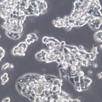 HEPG2.2.15 细胞、HEPG2.2.15 细胞系、HEPG2.2.15 肝细胞