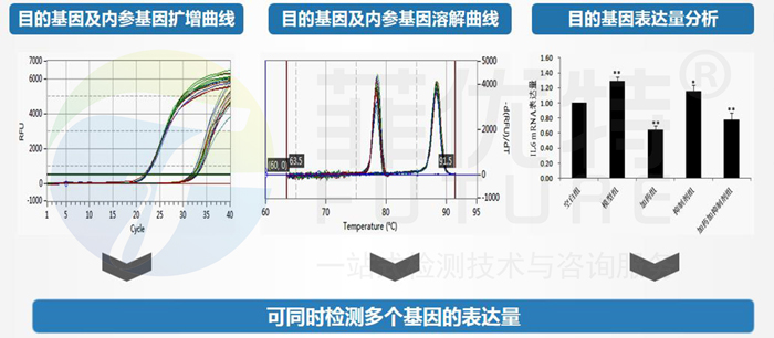分子生物学技术服务